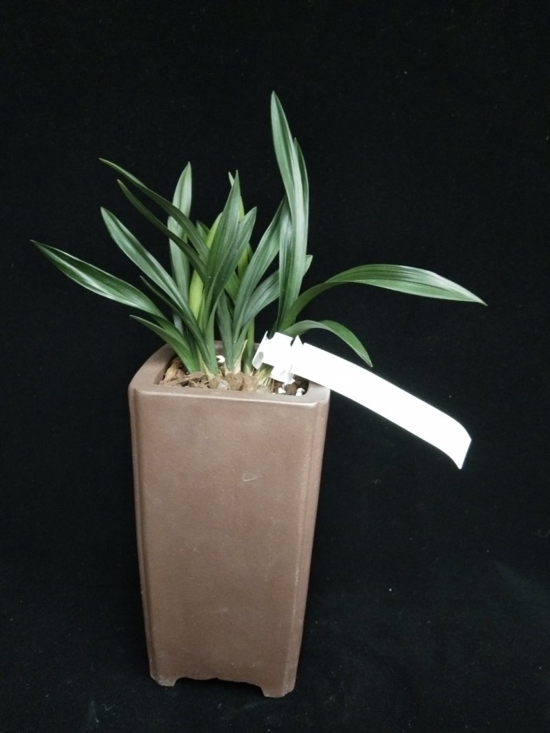 玉玲珑(春兰荷瓣名品)