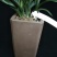 玉玲珑(春兰荷瓣名品)