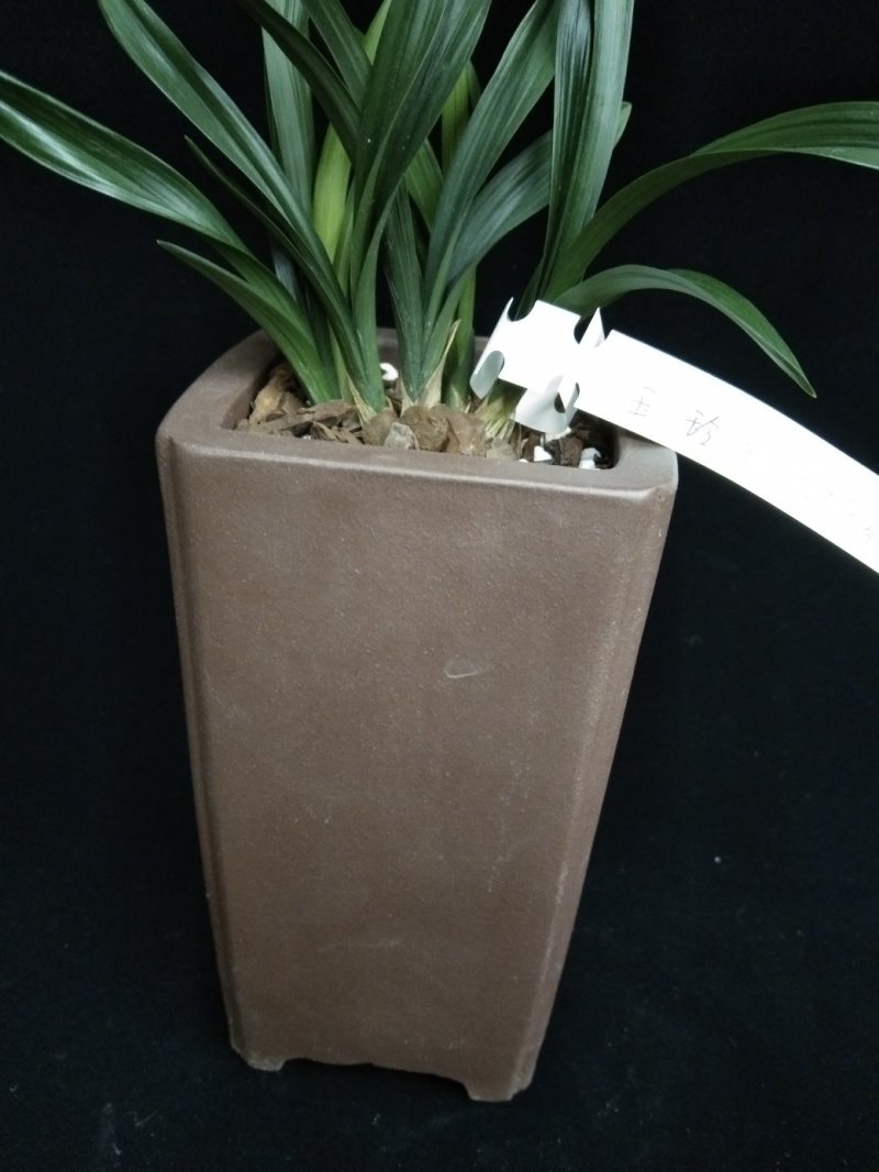 玉玲珑(春兰荷瓣名品)
