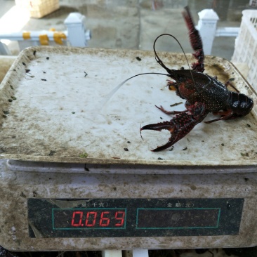 龙虾