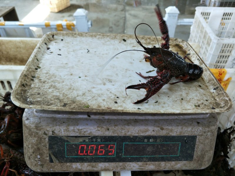 龙虾