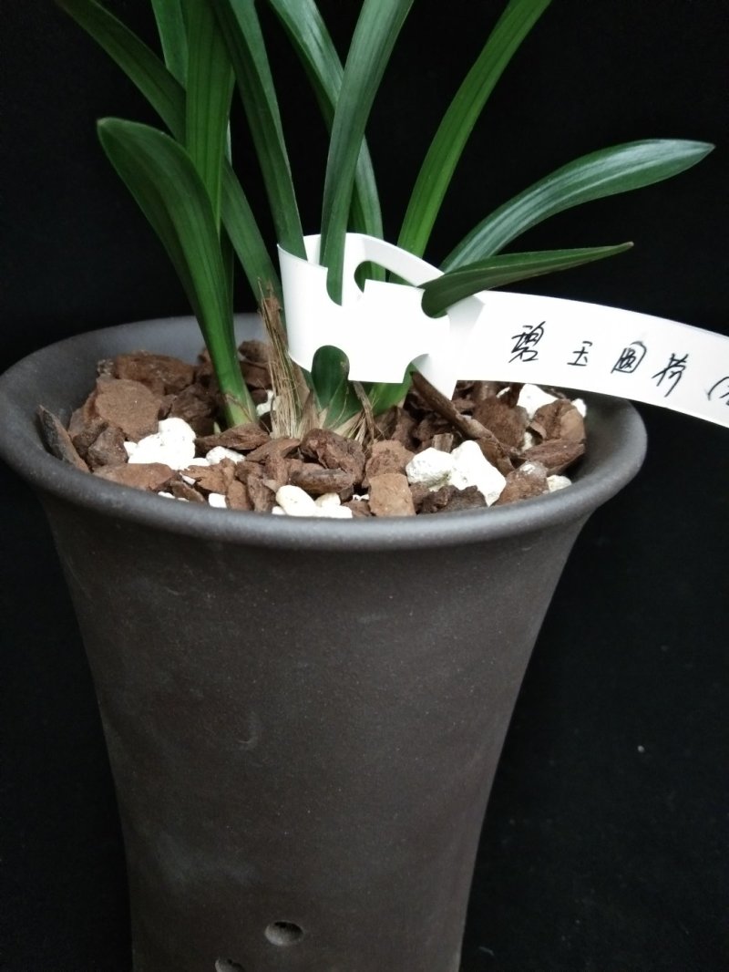 碧玉圆荷(春兰)