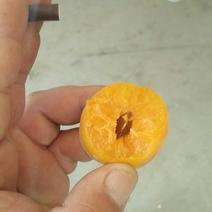 菜籽黄杏