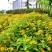 野菊花种子保证出芽率货到付款出牙率百分之九十五