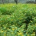 野菊花种子保证出芽率货到付款出牙率百分之九十五