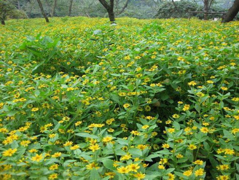 野菊花种子保证出芽率货到付款出牙率百分之九十五