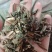 薄荷药用薄荷各种中药材批发零售各种规格欢迎选购
