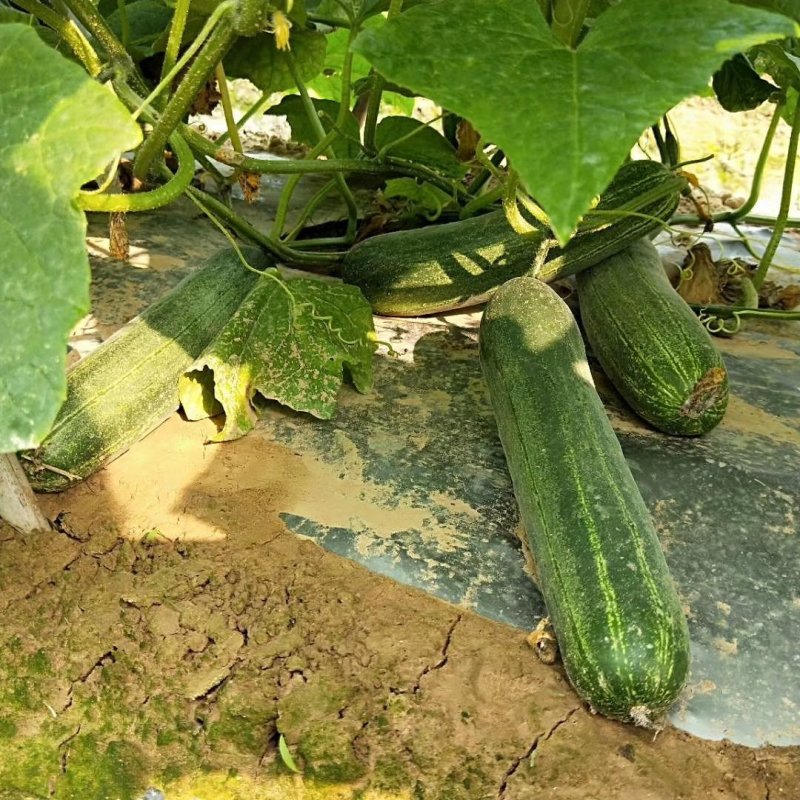 水果型吊瓜黄瓜苗，脆甜无苦味，品质保证，欢迎来电
