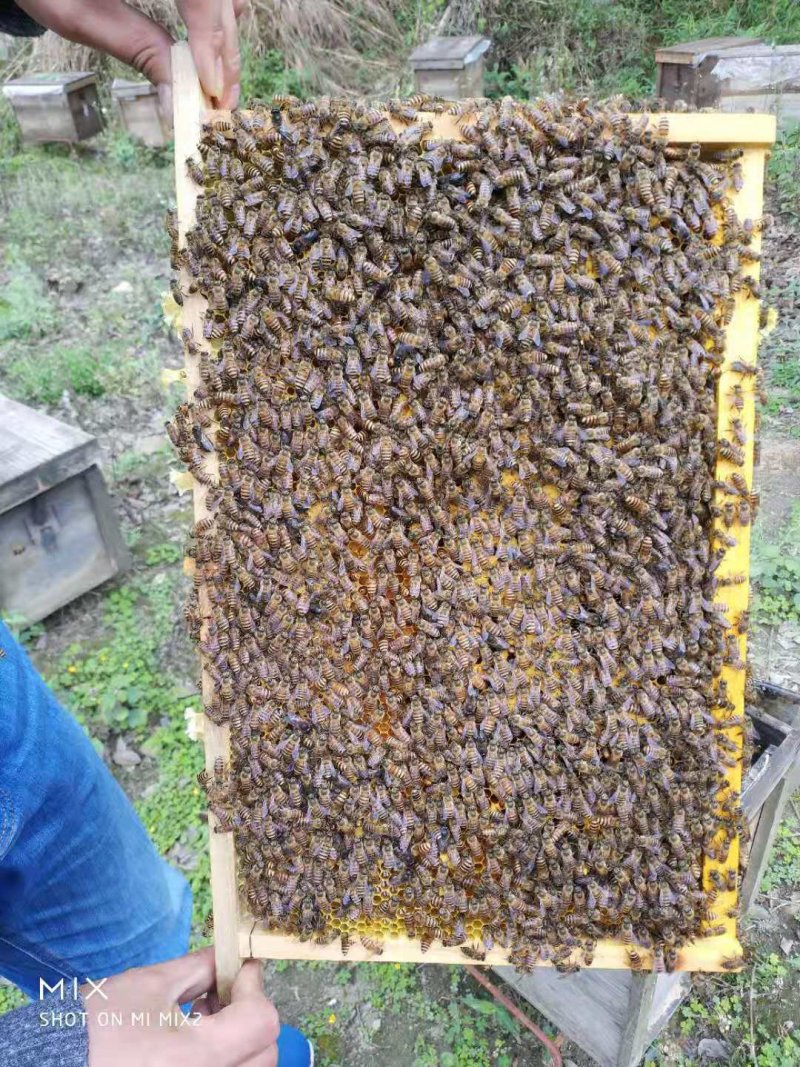成都蜜蜂260一箱，蜂种，蜂箱80一套