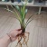 建兰红花【市长红】4苗1花