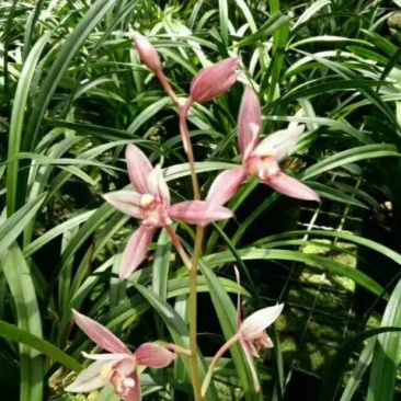 建兰红花【市长红】4苗1花