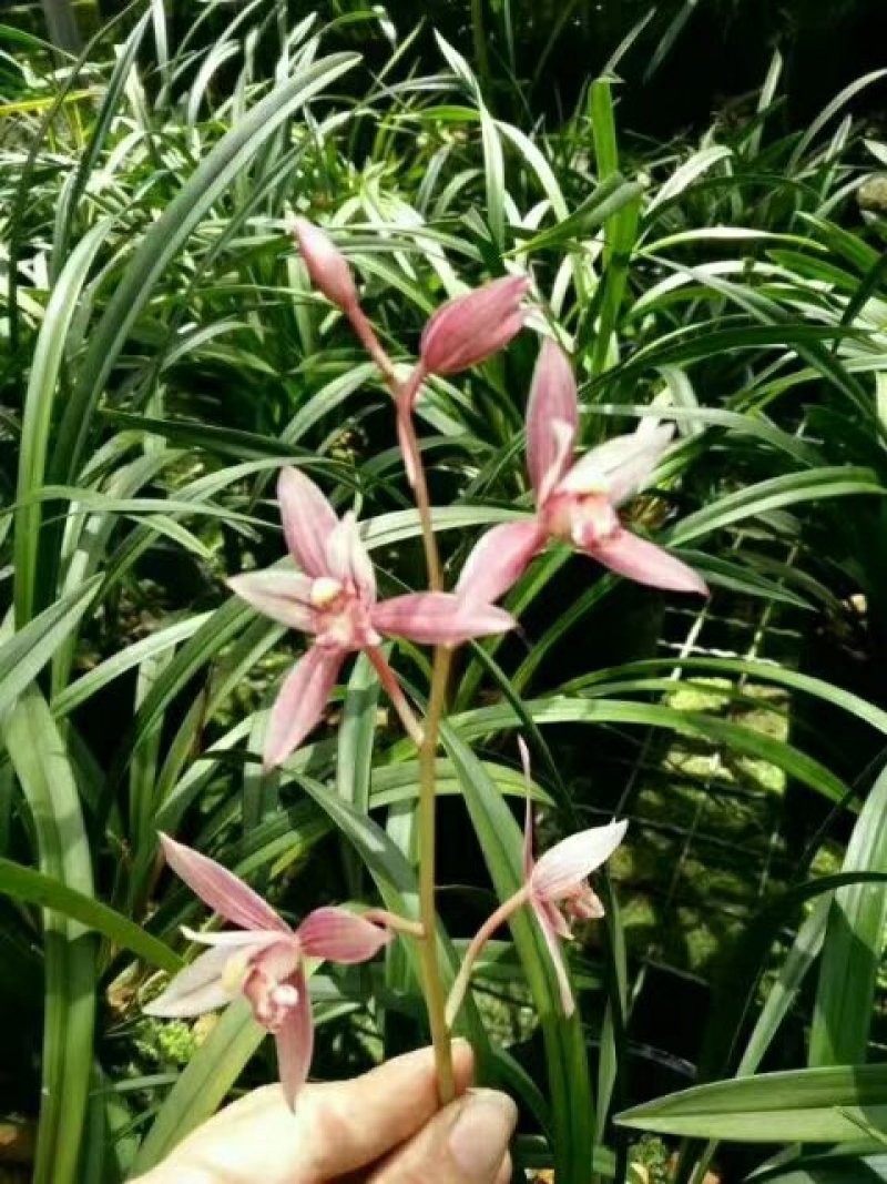建兰红花【市长红】4苗1花