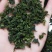 春新茶铁观音上市优惠好喝一斤也是批发～