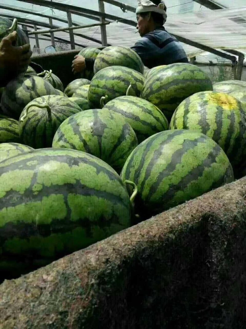 -【预售】京欣西瓜-基地直供-货源充足-保证质量。