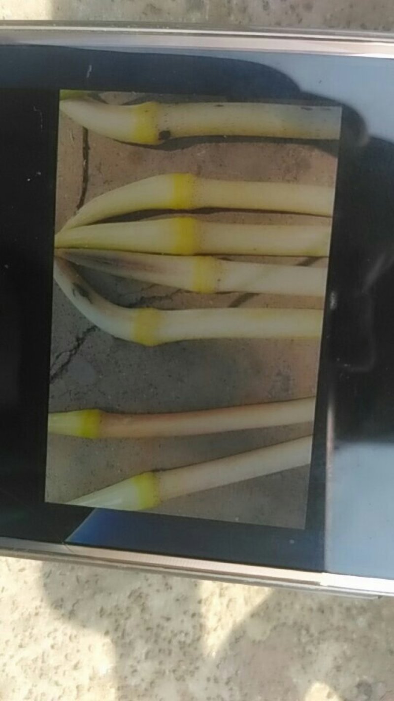 大量供应藕带:一枝笔、通货