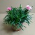 康乃馨盆栽带花苞红粉紫室内阳台好养的花卉观花植物