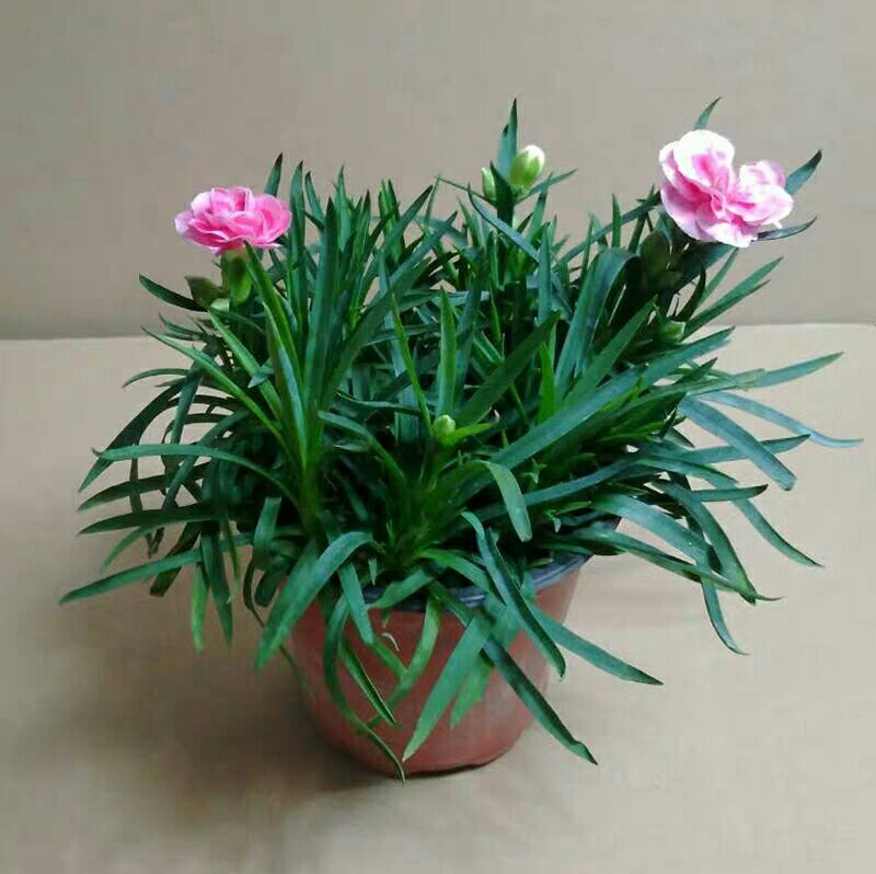 康乃馨盆栽带花苞红粉紫室内阳台好养的花卉观花植物