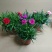 康乃馨盆栽带花苞红粉紫室内阳台好养的花卉观花植物