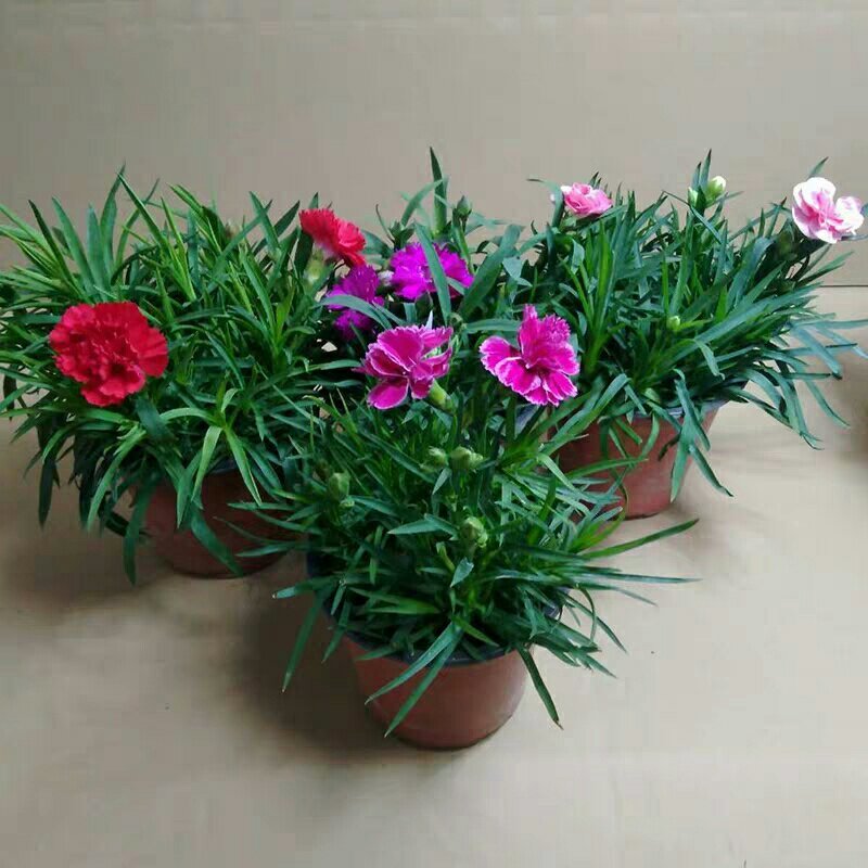 康乃馨盆栽带花苞红粉紫室内阳台好养的花卉观花植物