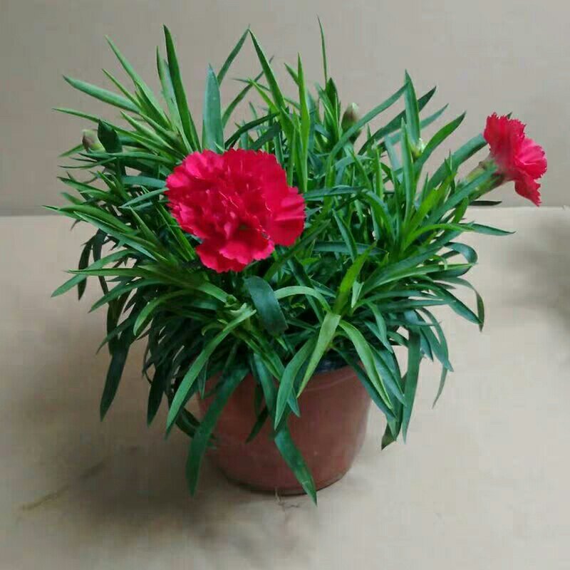 康乃馨盆栽带花苞红粉紫室内阳台好养的花卉观花植物