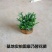 康乃馨盆栽带花苞红粉紫室内阳台好养的花卉观花植物