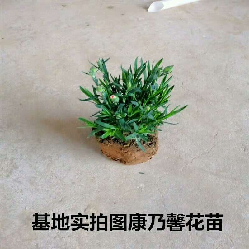 康乃馨盆栽带花苞红粉紫室内阳台好养的花卉观花植物