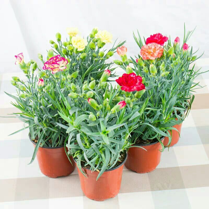 康乃馨盆栽带花苞红粉紫室内阳台好养的花卉观花植物