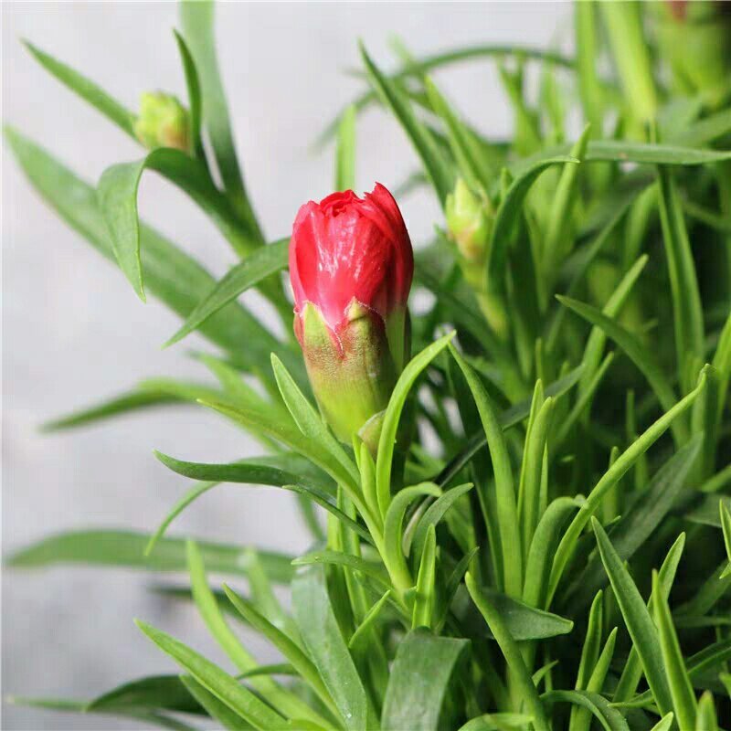 康乃馨盆栽带花苞红粉紫室内阳台好养的花卉观花植物