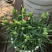 康乃馨盆栽带花苞红粉紫室内阳台好养的花卉观花植物