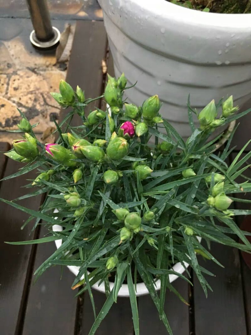 康乃馨盆栽带花苞红粉紫室内阳台好养的花卉观花植物