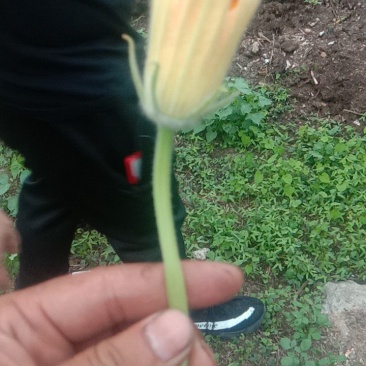 南瓜花，食用
