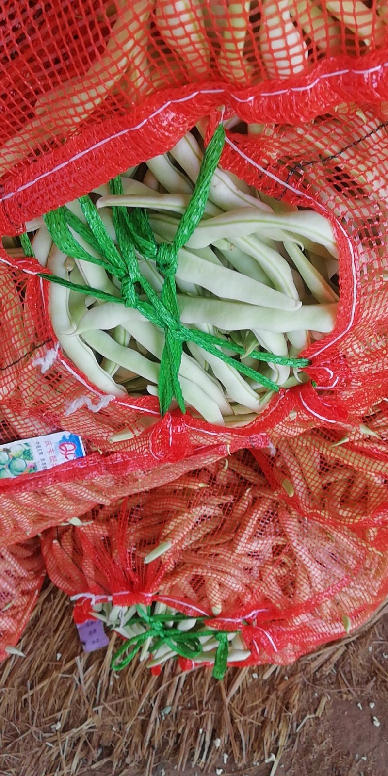 基地白不老豆角已经开始大量上市，质量好，欢迎选购