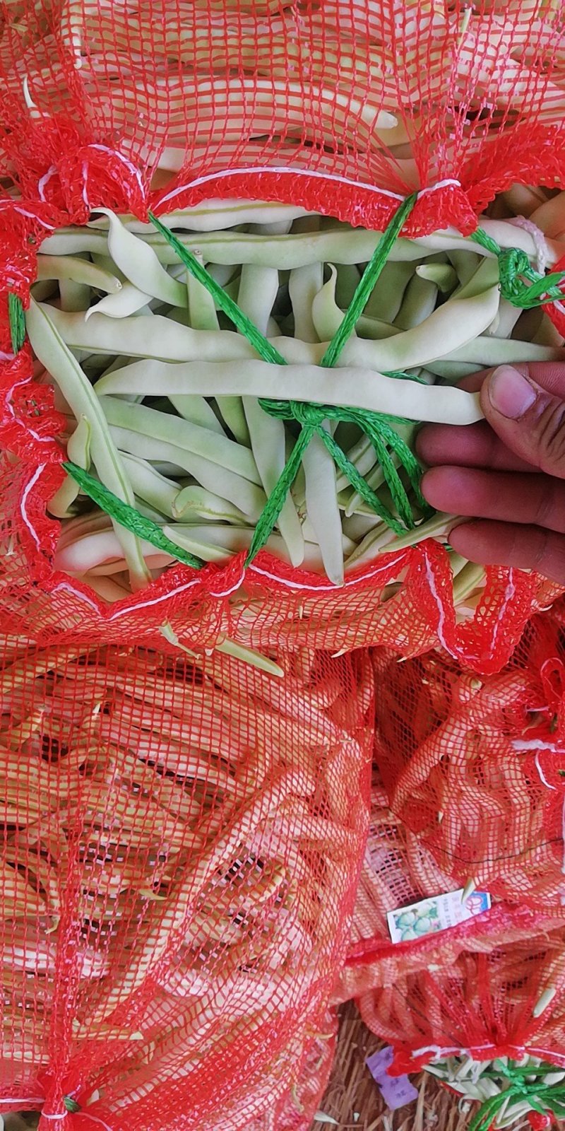 基地白不老豆角已经开始大量上市，质量好，欢迎选购