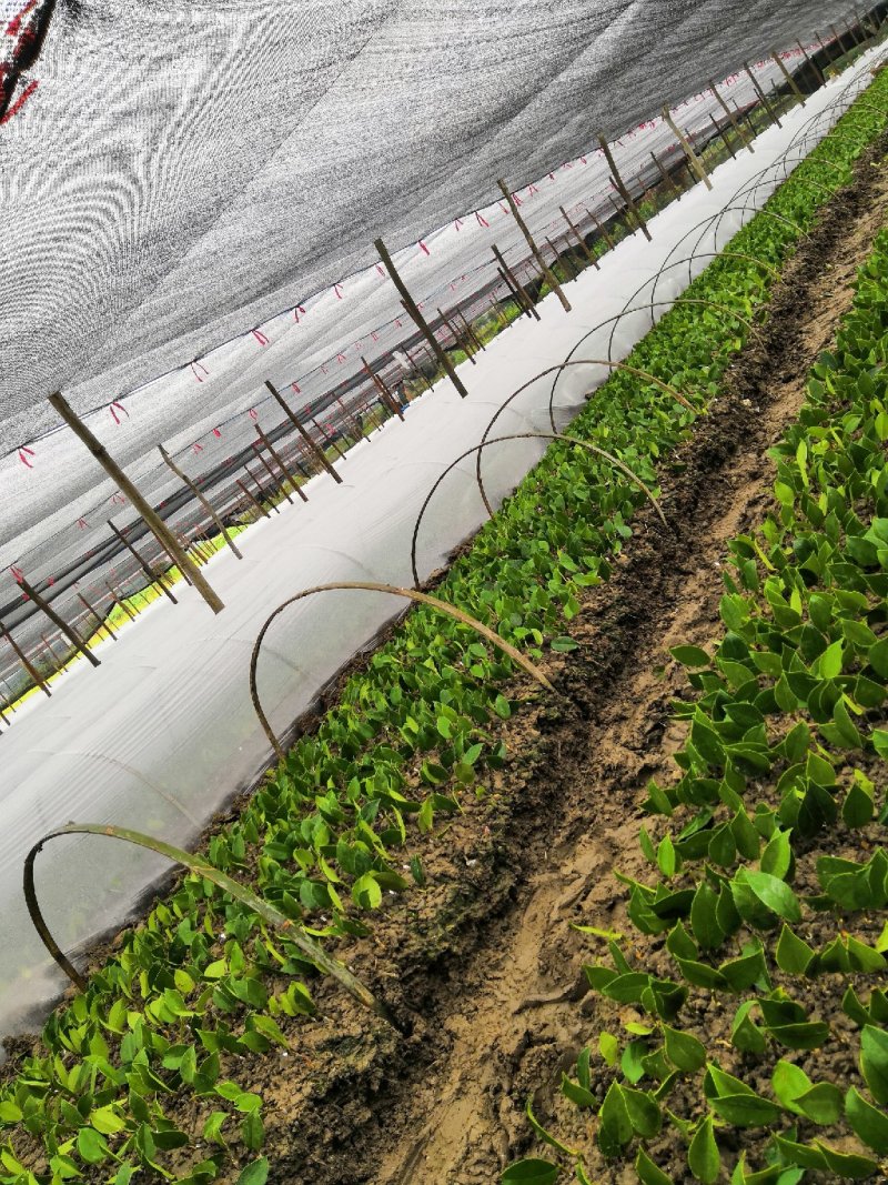 湘林系列27号嫁接油茶苗，采用林场采穗圃的枝条嫁接。