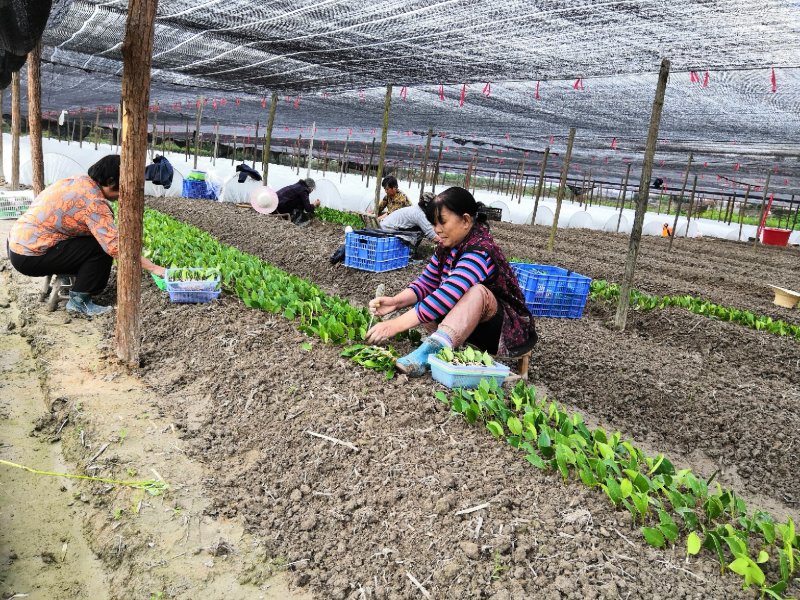 湘林系列27号嫁接油茶苗，采用林场采穗圃的枝条嫁接。