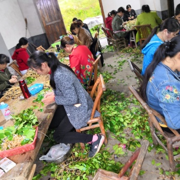 湘林系列27号嫁接油茶苗，采用林场采穗圃的枝条嫁接。