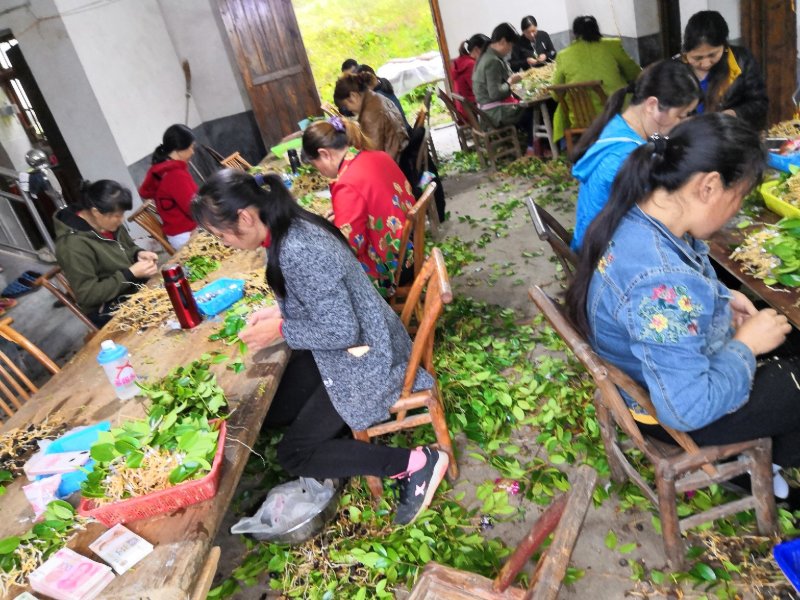 湘林系列27号嫁接油茶苗，采用林场采穗圃的枝条嫁接。