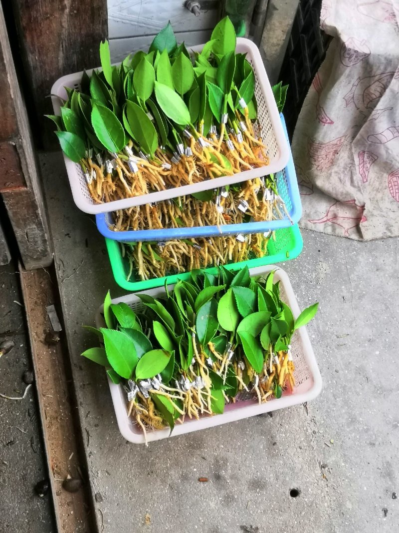 湘林系列27号嫁接油茶苗，采用林场采穗圃的枝条嫁接。
