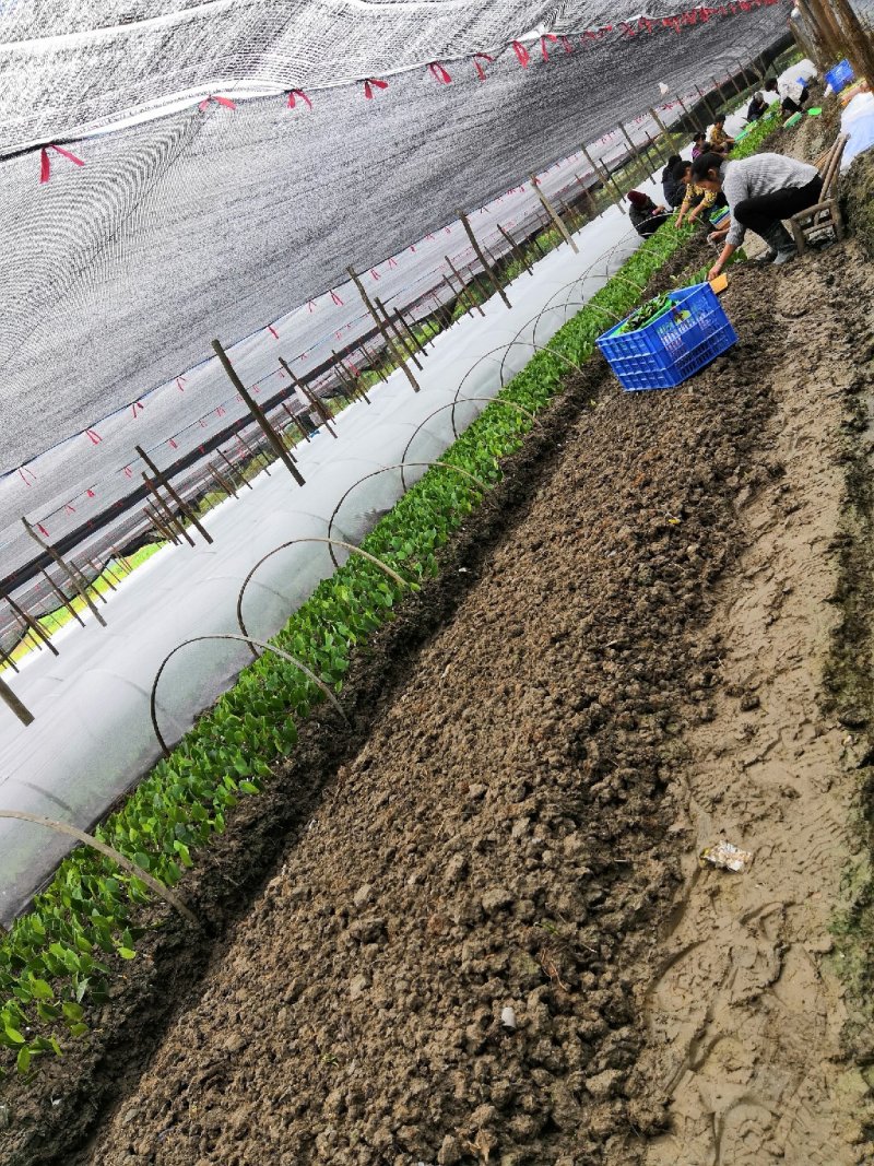 湘林系列27号嫁接油茶苗，采用林场采穗圃的枝条嫁接。