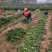 湘林系列27号嫁接油茶苗，采用林场采穗圃的枝条嫁接。