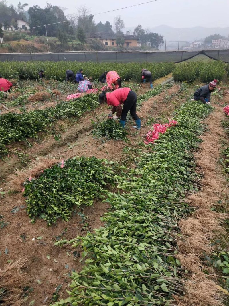 湘林系列27号嫁接油茶苗，采用林场采穗圃的枝条嫁接。