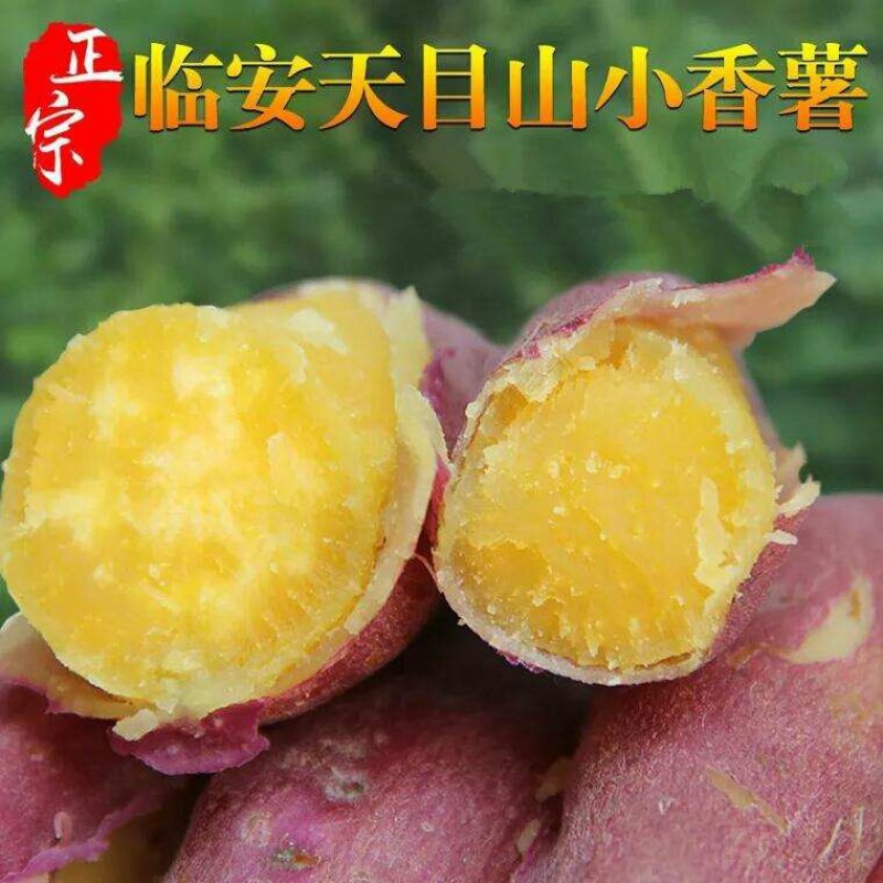 小香薯纯沙地代种