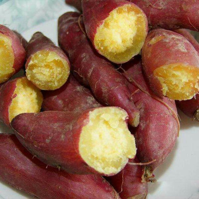 小香薯纯沙地代种