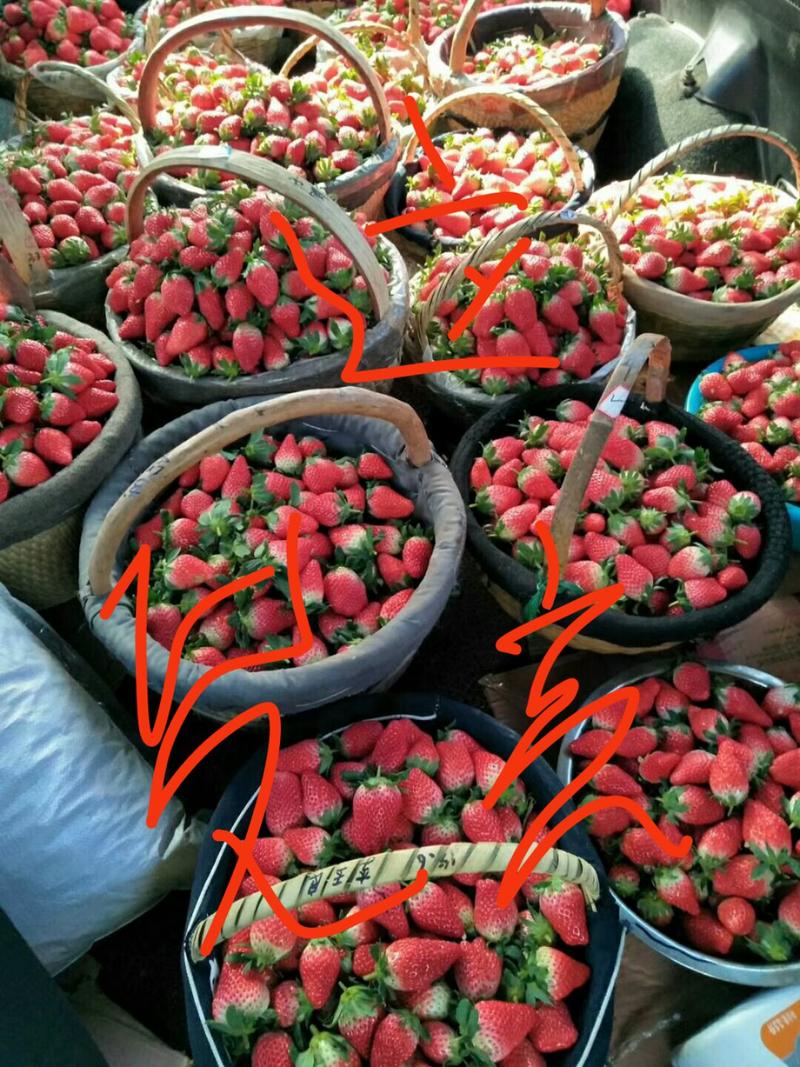草莓，散装一箱18一20斤，合装一合有15个和20的