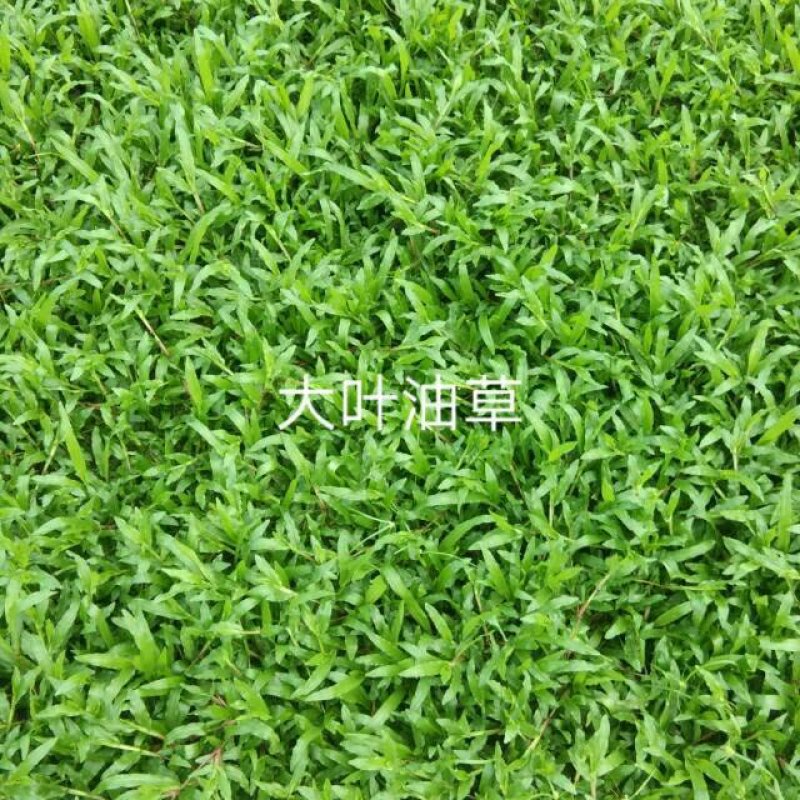 广州增城绿化草皮批发，大叶油草，台湾草