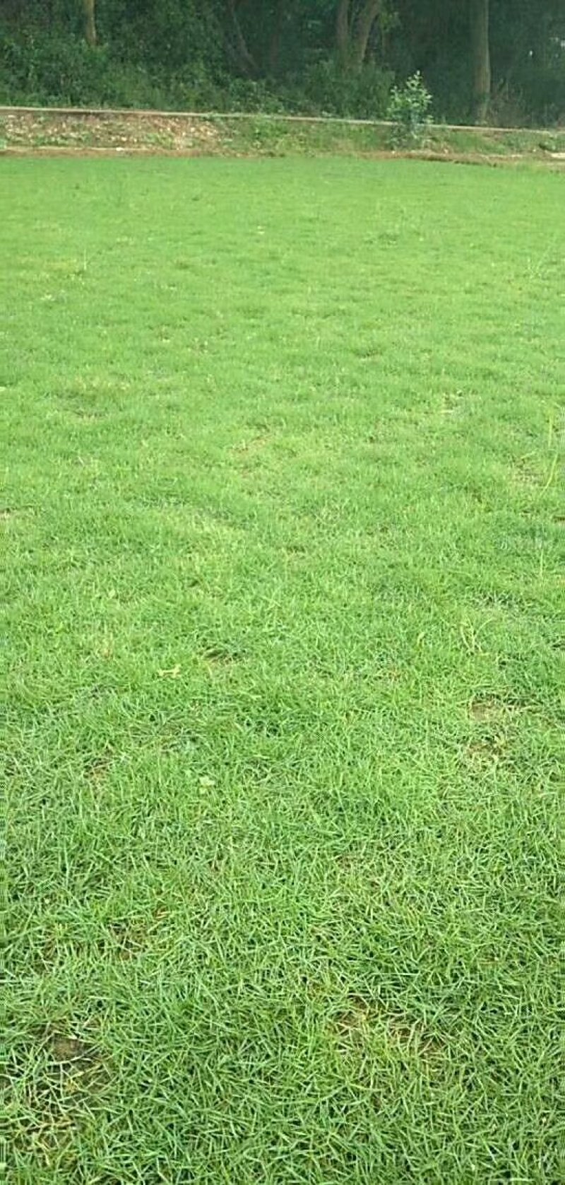 广州增城绿化草皮批发，大叶油草，台湾草