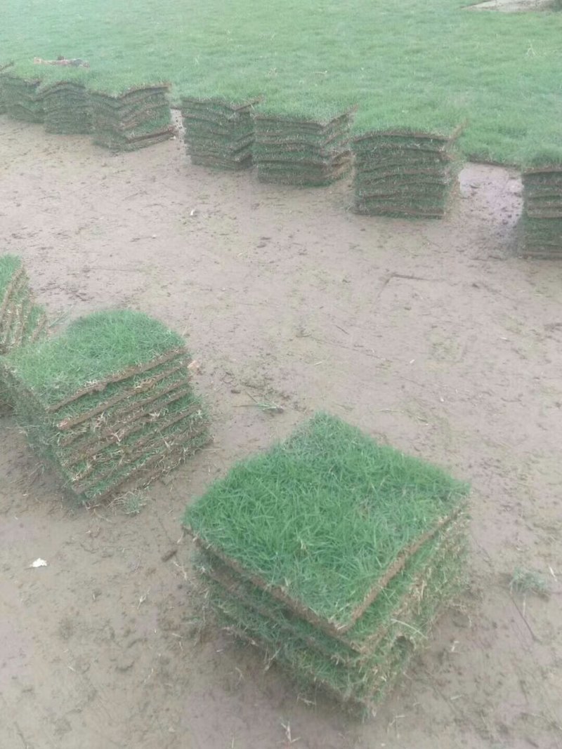 广州增城绿化草皮批发，大叶油草，台湾草