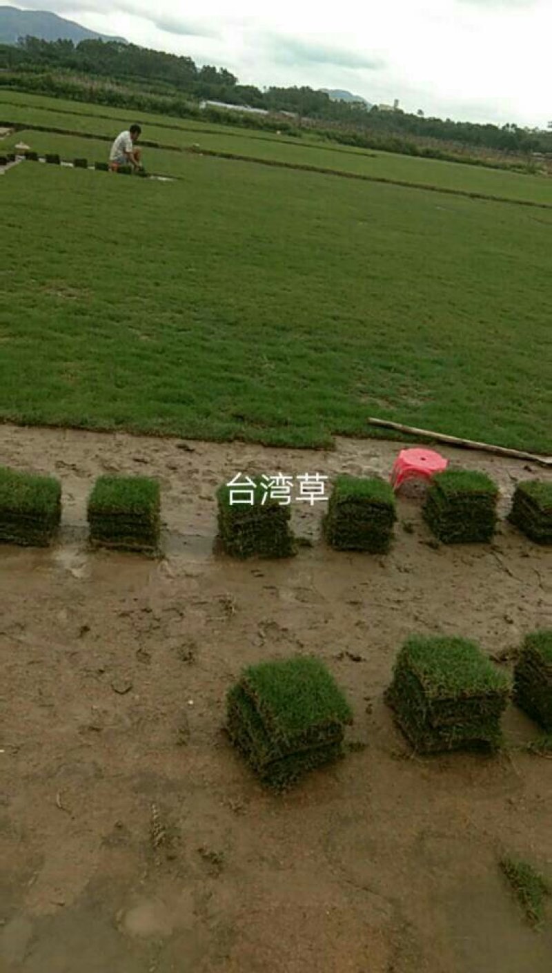 广州增城绿化草皮批发，大叶油草，台湾草