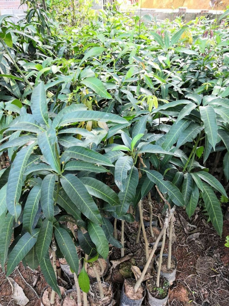 金煌芒果树苗