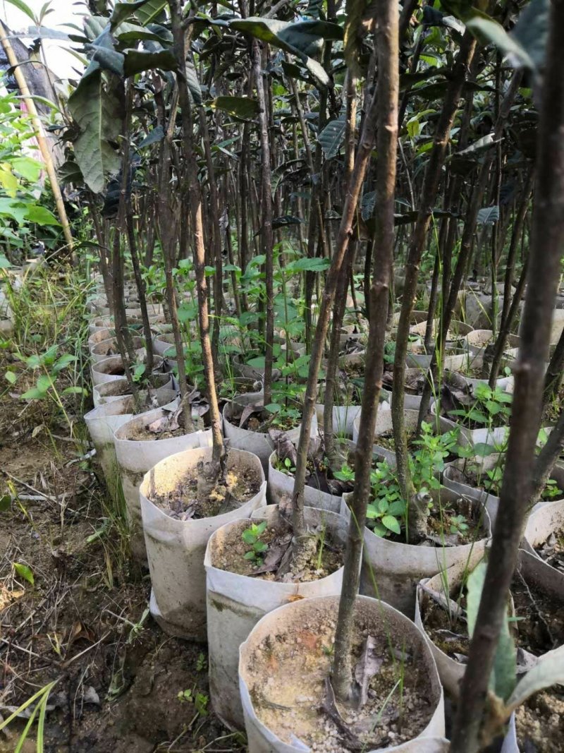 枇杷树苗